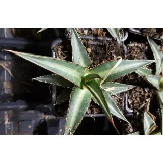 Agave lechuguilla