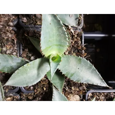 Agave palmeri / Agave de Palmer