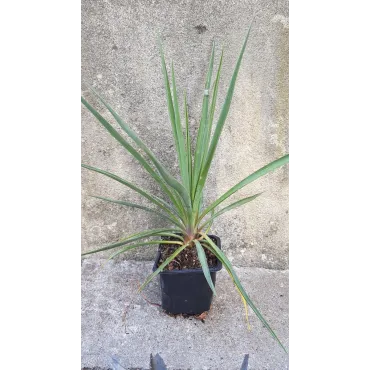 Yucca rigida 'Blue Sentry' / Yucca sentinelle bleu