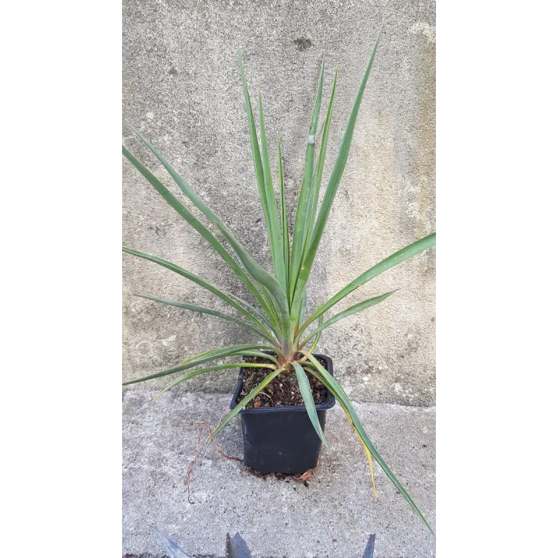 Yucca rigida 'Blue Sentry' / Yucca sentinelle bleu