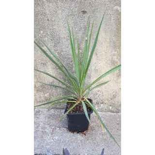 Yucca rigida 'Blue Sentry' / Yucca sentinelle bleu