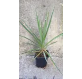 Yucca rigida 'Blue Sentry' / Yucca sentinelle bleu