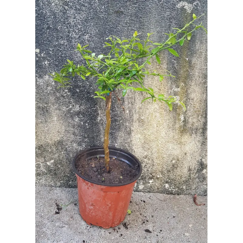 Citrus australasica 'Jaune' greffÃ© sur Volkameriana / Citronnier caviar Jaune