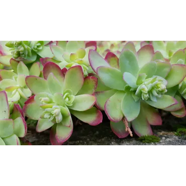 Sedum palmeri / Sedum de Palmer