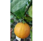 Citrus meyeri var. Sanguine greffÃ© sur Volkameriana / Citron Meyer sanguin