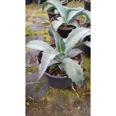 Agave americana Subsp Protoamericana / Agave d'AmÃ©rique