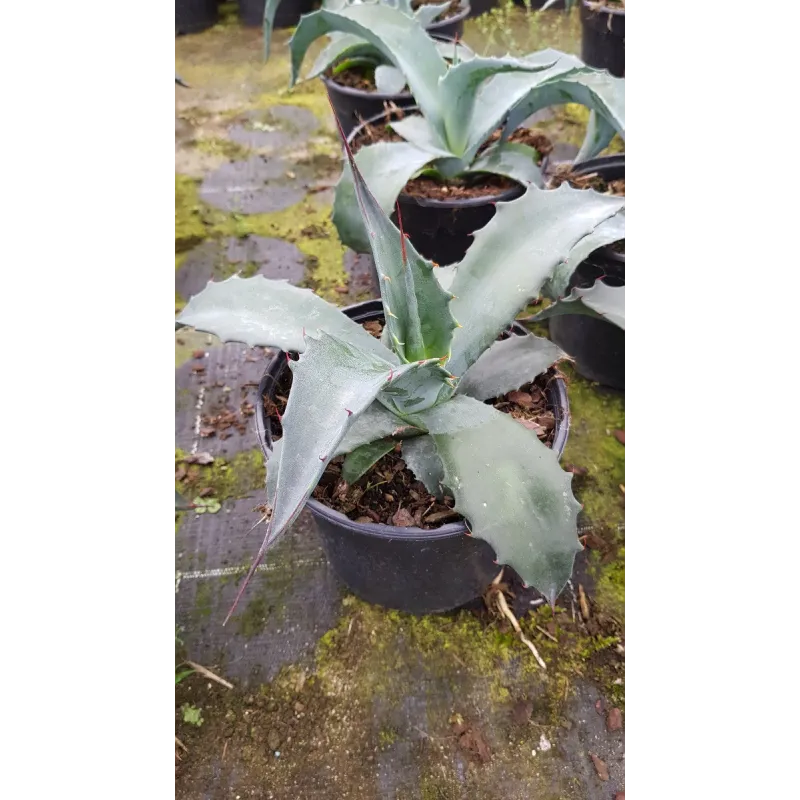 Agave americana Subsp Protoamericana / Agave d'AmÃ©rique