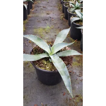 Agave chrysantha 'Giant' / Agave dorÃ©e