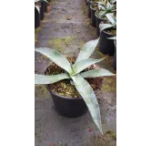 Agave chrysantha 'Giant' / Agave dorÃ©e