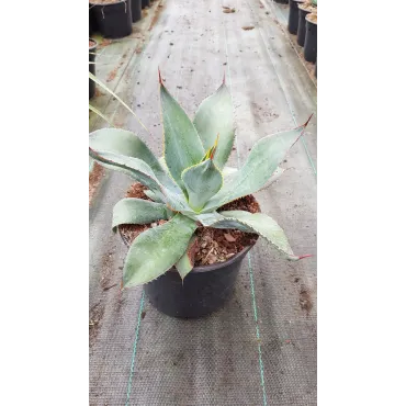 Agave maximiliana