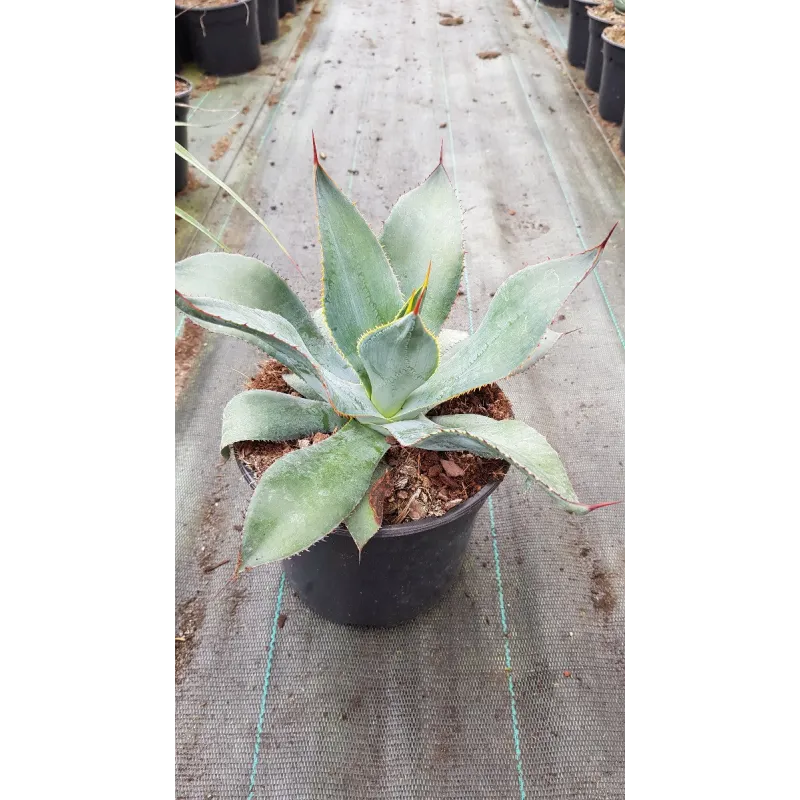 Agave maximiliana