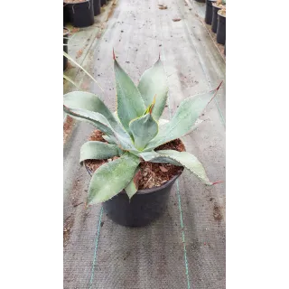 Agave maximiliana