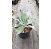 Agave maximiliana