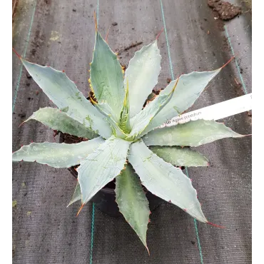 Agave potatorum