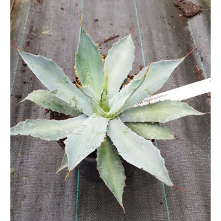 Agave potatorum