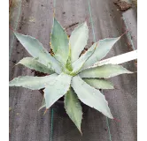 Agave potatorum