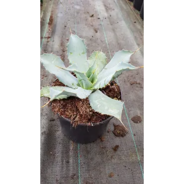 Agave potatorum f. verschaffeltii