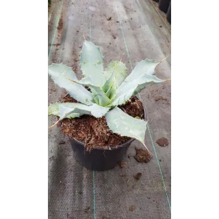 Agave potatorum f. verschaffeltii