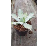 Agave potatorum f. verschaffeltii