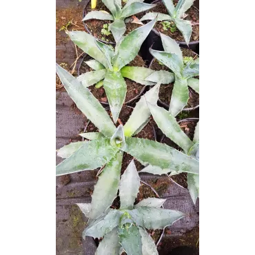 Agave salmiana crassispina