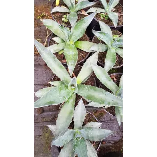 Agave salmiana crassispina