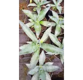 Agave salmiana crassispina