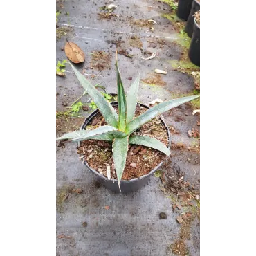 Agave xylonacantha 'Blue'