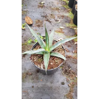 Agave xylonacantha 'Blue'