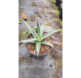 Agave xylonacantha 'Blue'