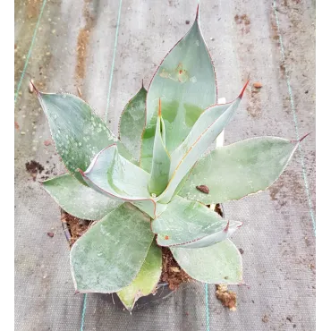 Agave celsii 'Nova'