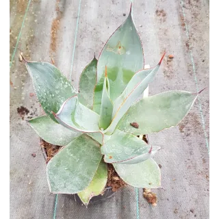 Agave celsii 'Nova'