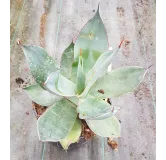 Agave celsii 'Nova'