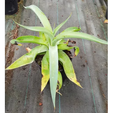 Agave vilmoriana 'Octopus arm' / Agave pieuvre