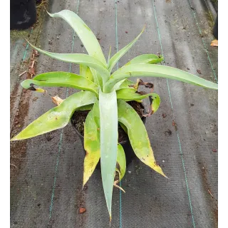 Agave vilmoriana 'Octopus arm' / Agave pieuvre