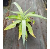 Agave vilmoriana 'Octopus arm' / Agave pieuvre