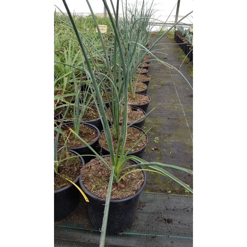 Hesperaloe parviflora / Yucca rouge