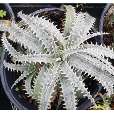 Dyckia 'Grand marnier'