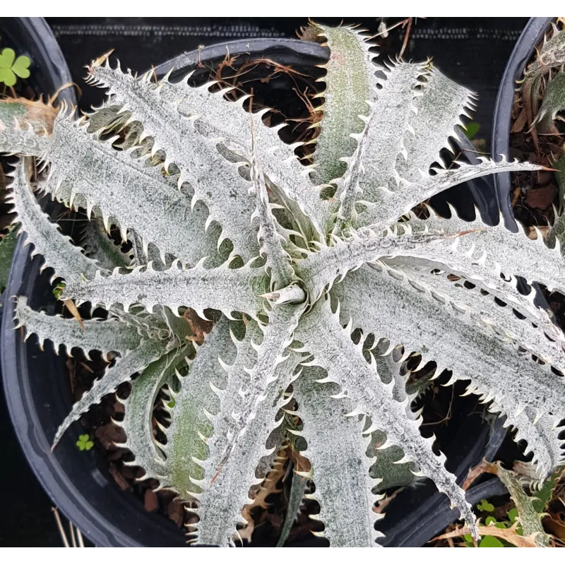 Dyckia 'Grand marnier'