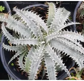 Dyckia 'Grand marnier'