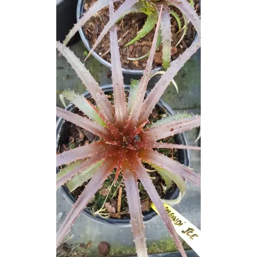 Dyckia 'Burgundy Ice'