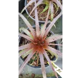 Dyckia 'Burgundy Ice'