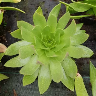 Dudleya pulverulenta / DudlÃ©ia pulvÃ©rulente