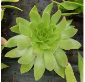 Dudleya pulverulenta / DudlÃ©ia pulvÃ©rulente