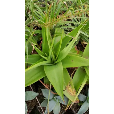 Bulbine natalensis / Racines rouges du Natal