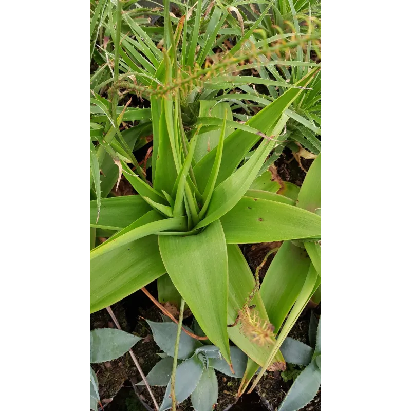 Bulbine natalensis / Racines rouges du Natal