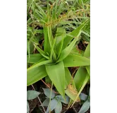 Bulbine natalensis / Racines rouges du Natal