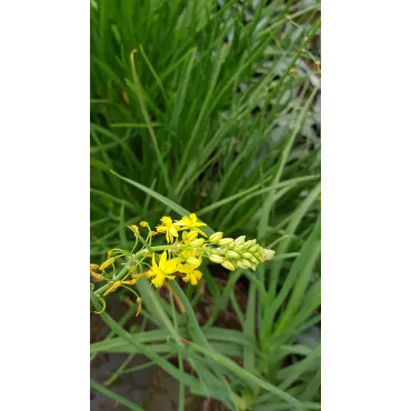 Bulbine frutescens 'Yellow' / Bulbine jaune