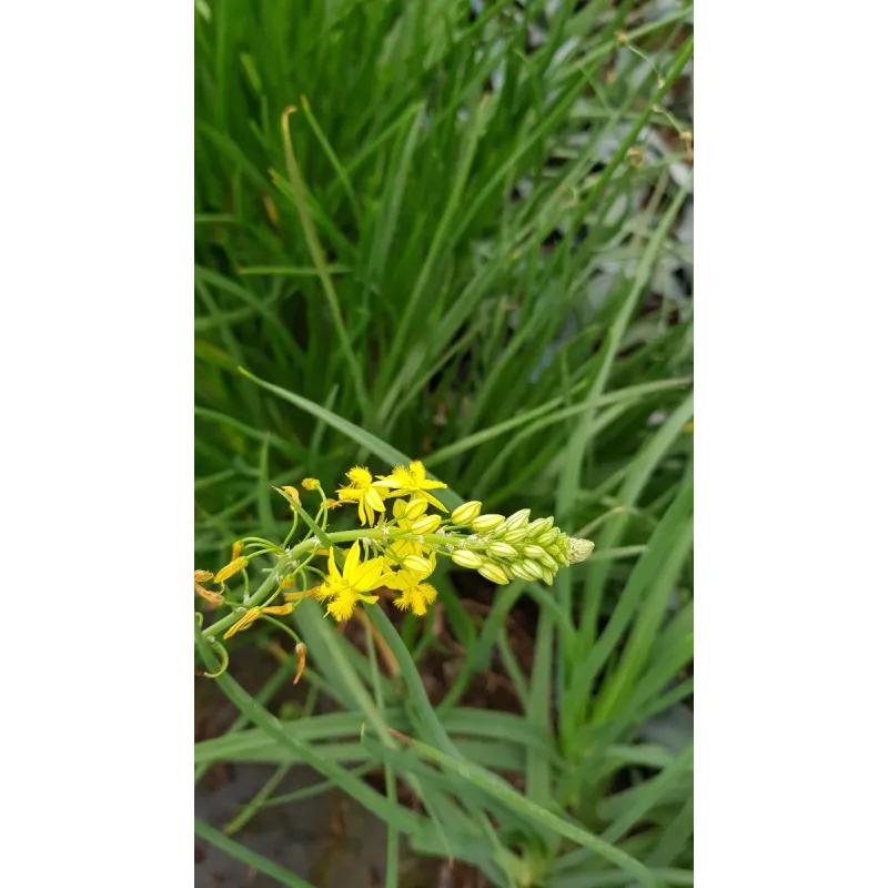 Bulbine frutescens 'Yellow' / Bulbine jaune