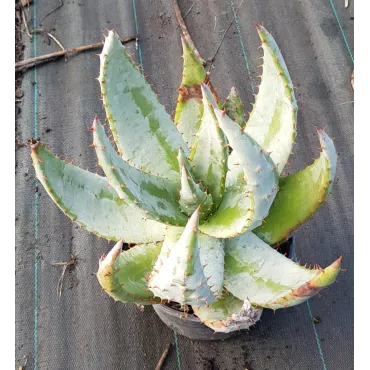 Aloe aculeata