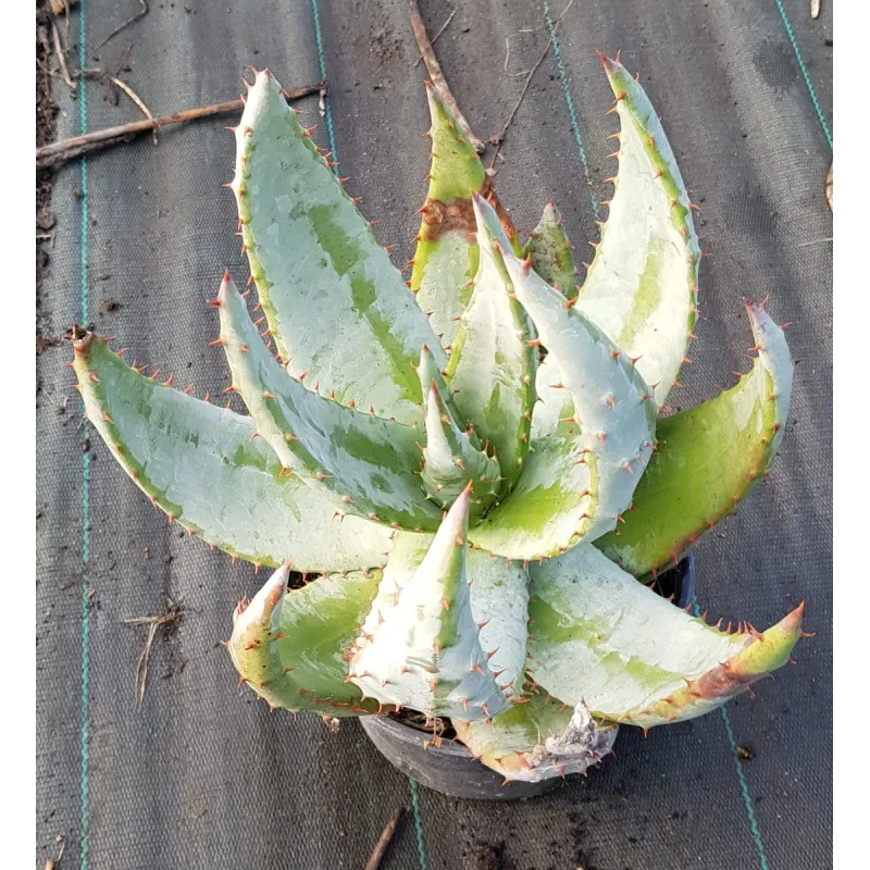 Aloe aculeata